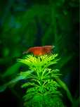 red cherry shrimp
