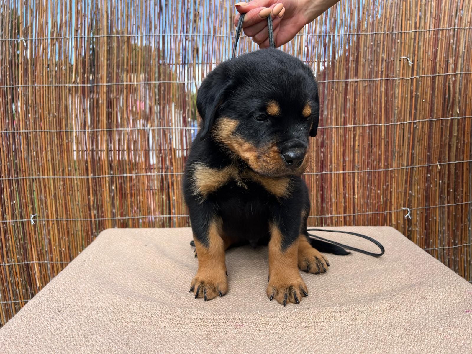 Rottweiler szczenię FCI ZKwP szczeniak pies TOP