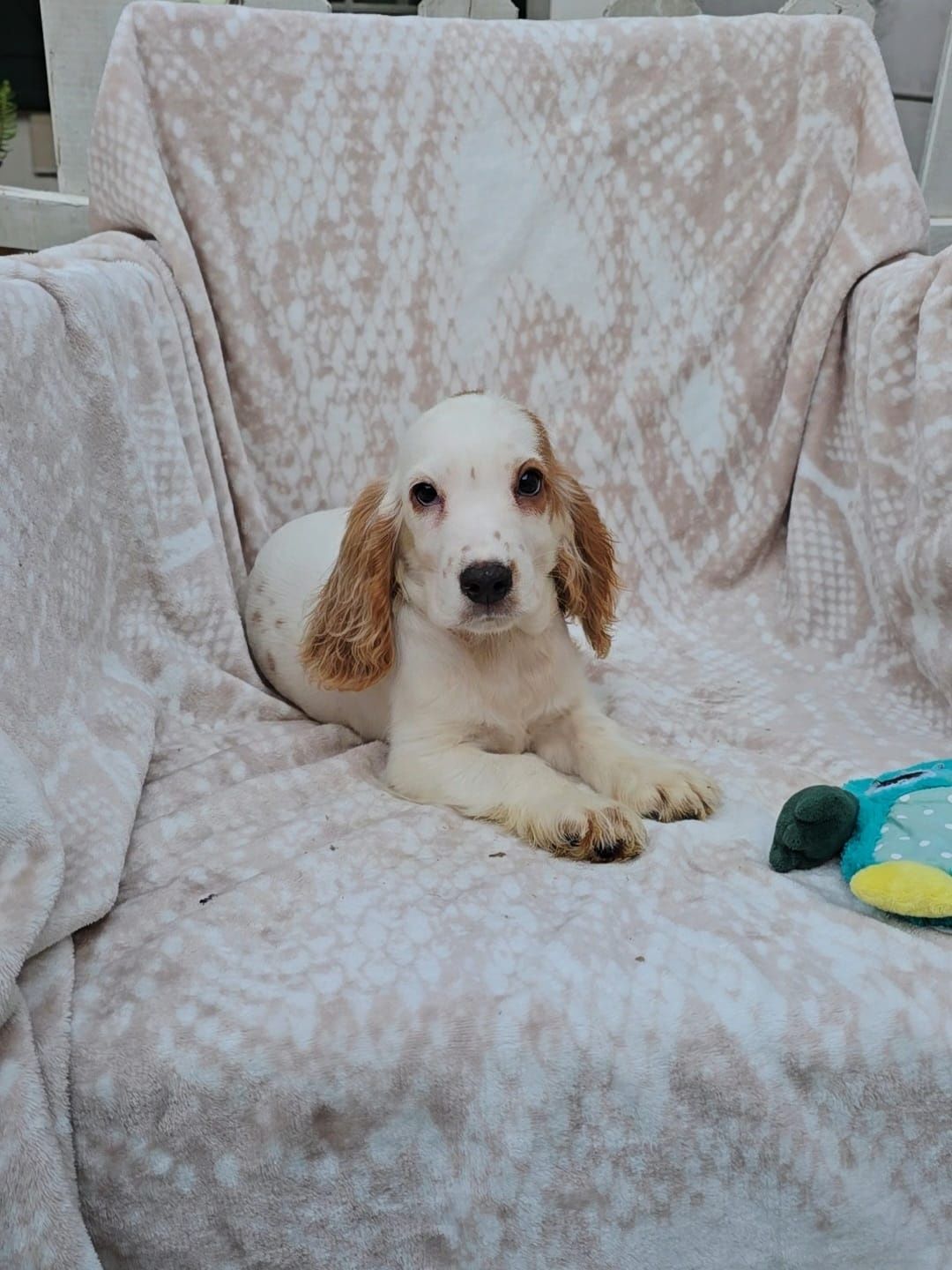 Lindo e meigo Cocker Spaniel Inglês