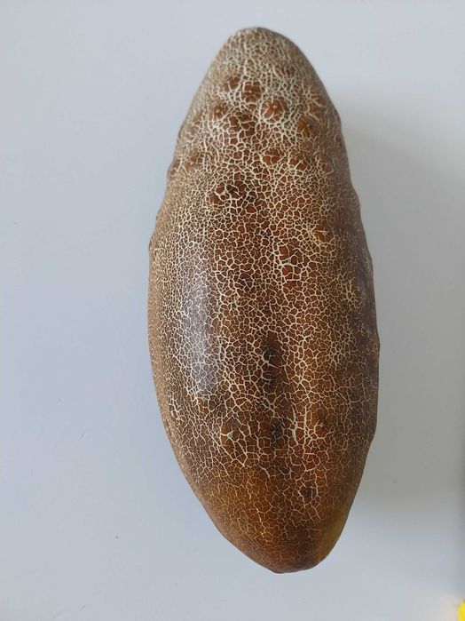 Ogórek brązowy ukraiński nasiona 25szt