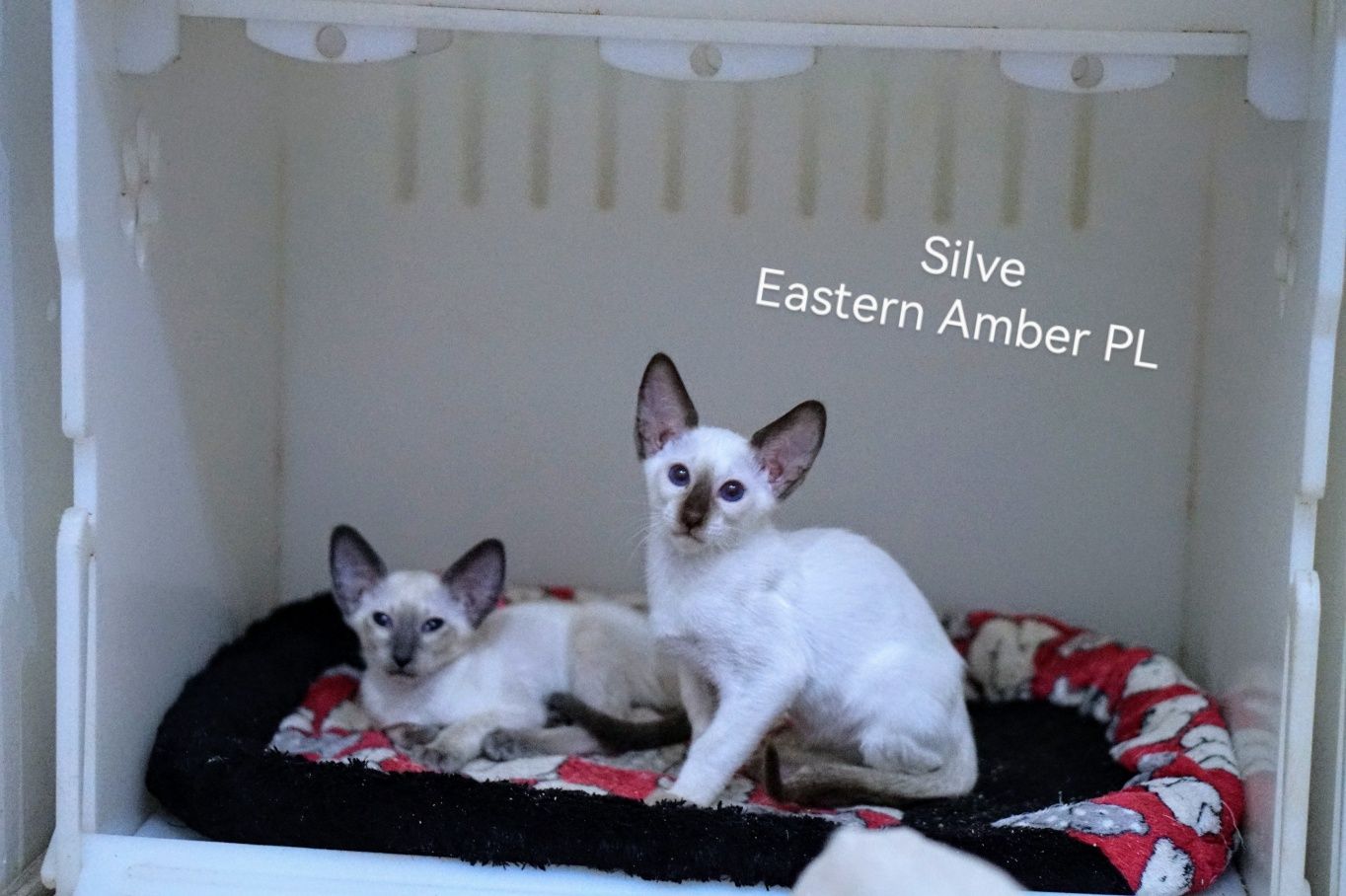Peterbald kocurek syjamski do rezerwacji
