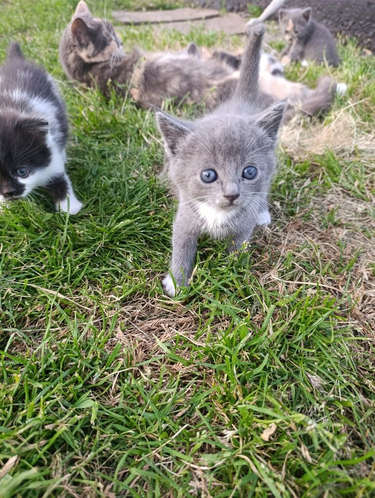Котики в добрі руки!!!