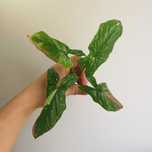Syngonium Red Spot Tricolor, RST