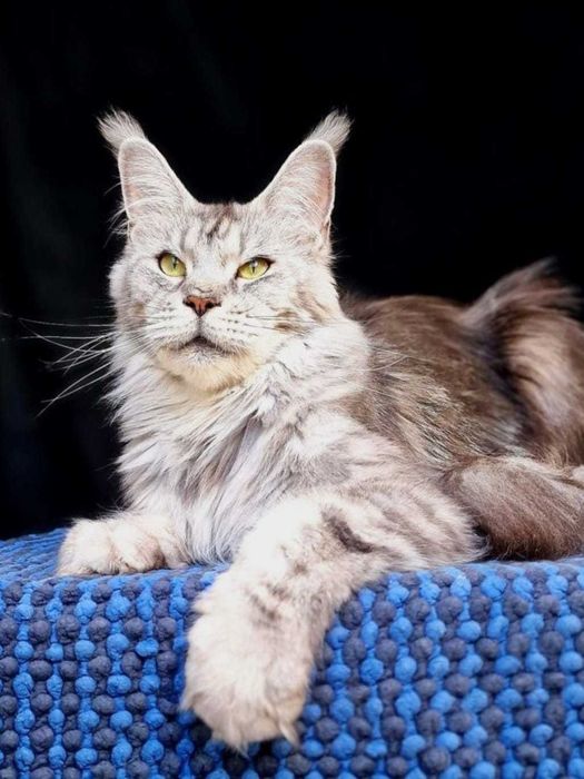 Maine coon, piękna czarna srebrzysta kotka