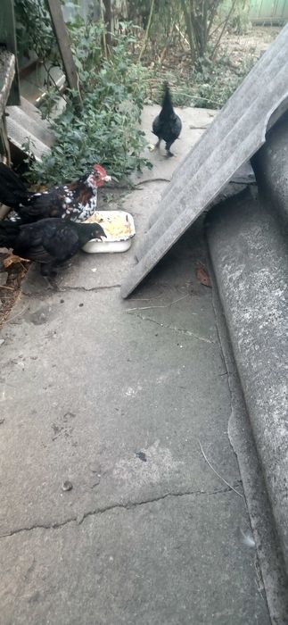 Карликові кури бентамки