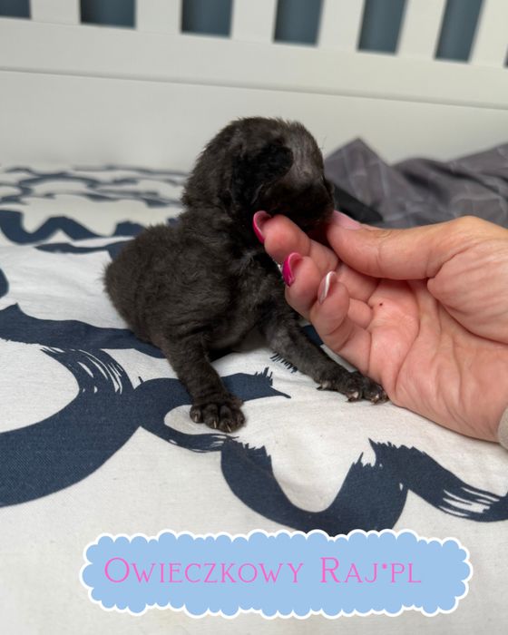 Nellson Devon rex Owieczkowy Raj*Pl zarezerwowany