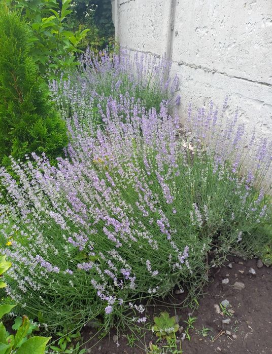 Лаванда вузьколиста англійська саджанці, лаванда саженцы