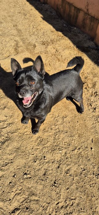 Piesek Około 4 lata