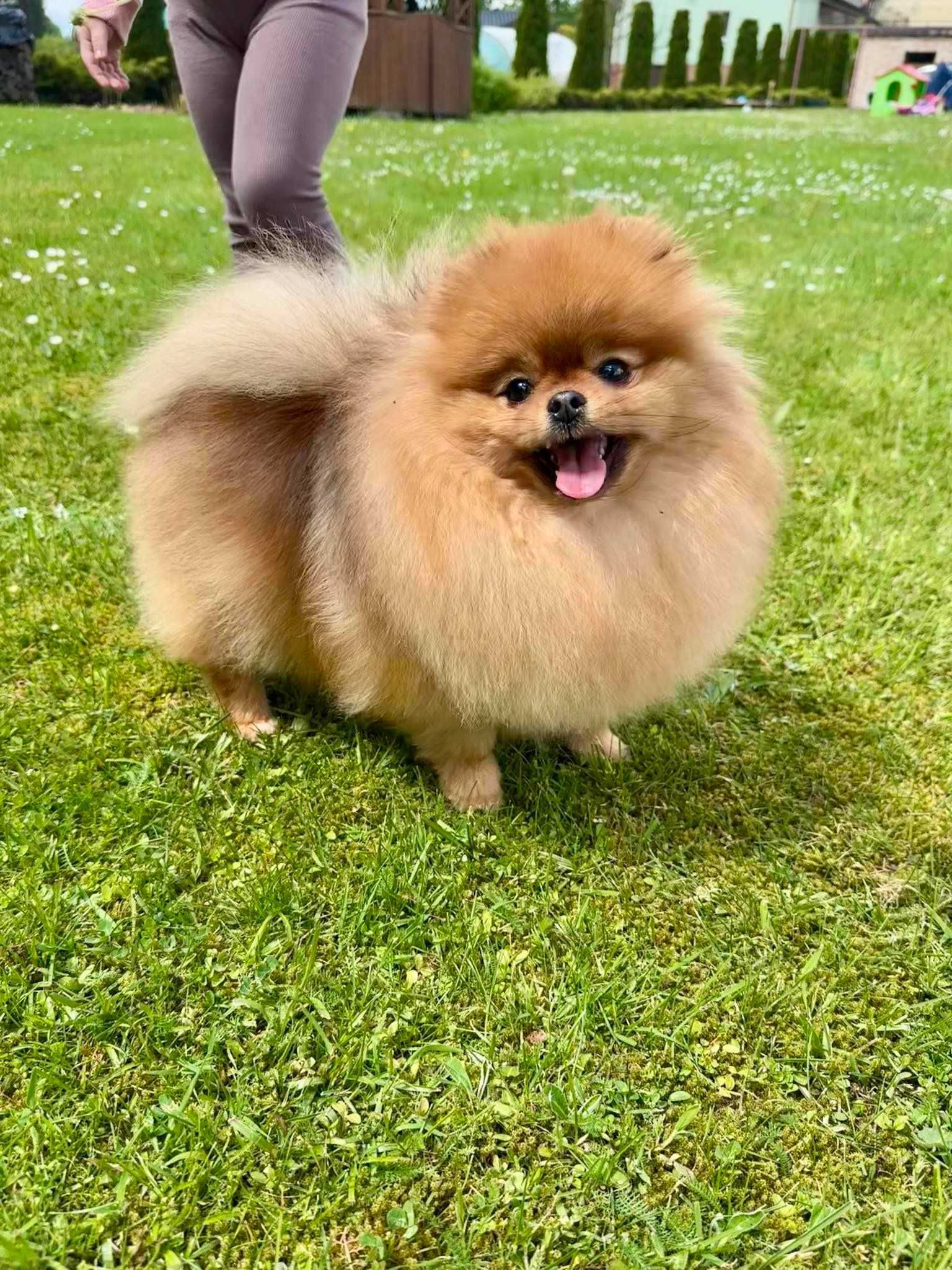 Szpic miniaturowy ,,Pomeranian'' suczka