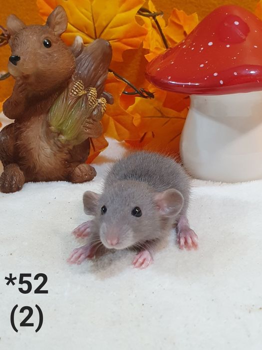 Szczur szczury szczurki