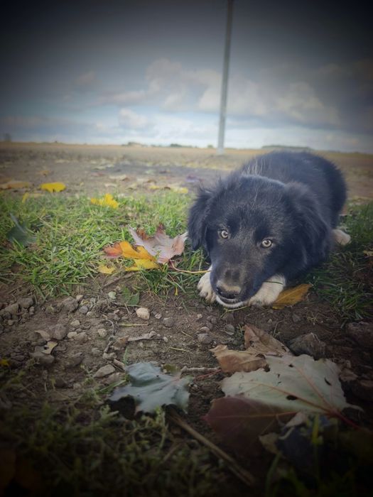 Border collie cudowny piesek przebadani rodzice do odbioru