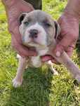Pitbulle do oddania