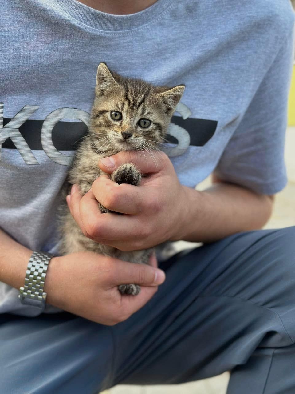 Тигровые котятки бесплатно