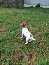 Jack Russell terrier suczka