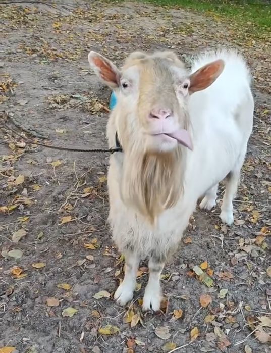 продам козла срочно!