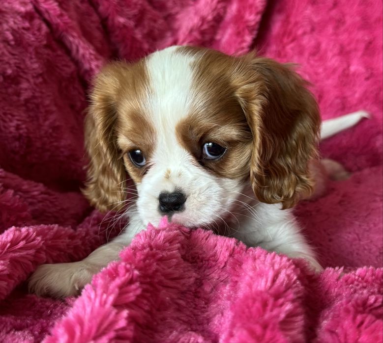 Sunia blenheim - Cavalier  King Charles Spaniel