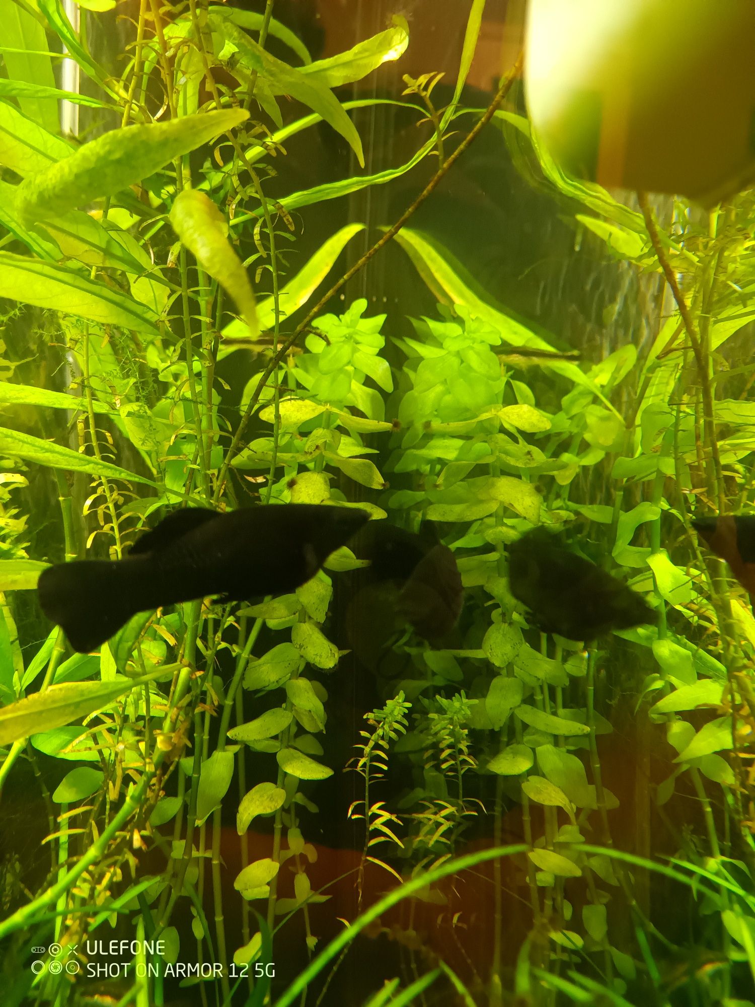 Molinezje Black Molly