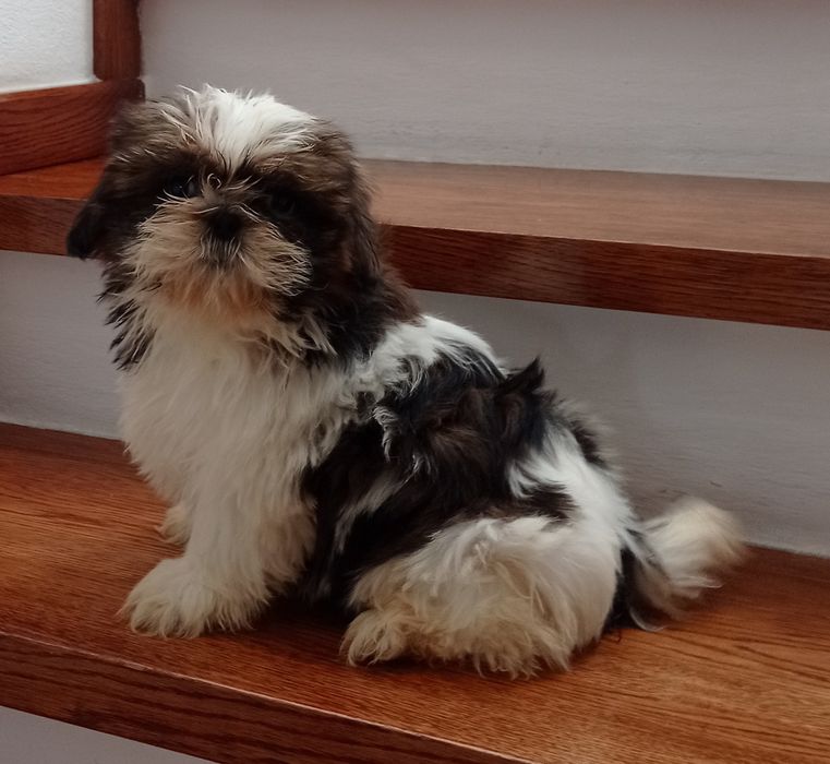 Suczka SHIH TZU o