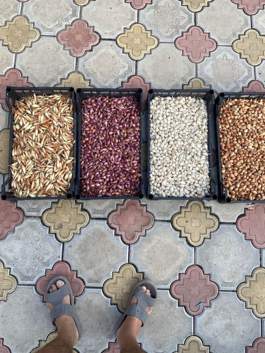 Цибуля- сівок, сіянка, арбаж, арбажейка, лук севок.