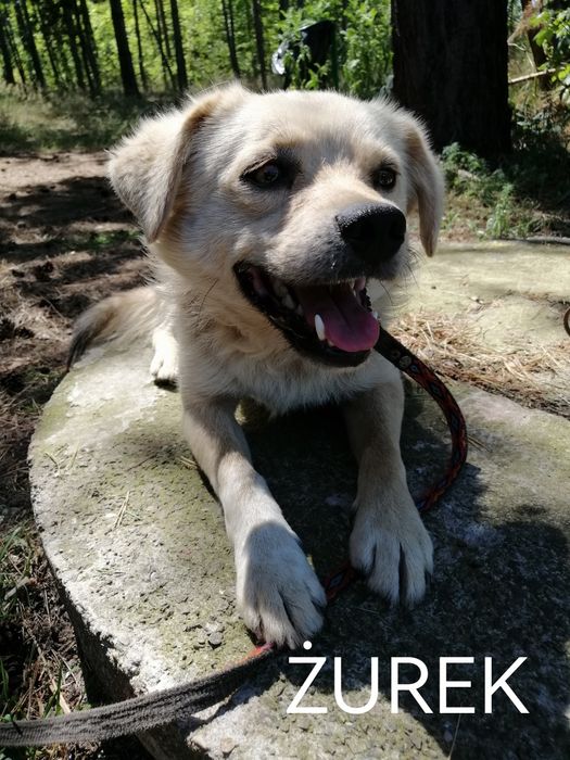 ŻUREK młody spokojny piesek poleca się do adopcji
