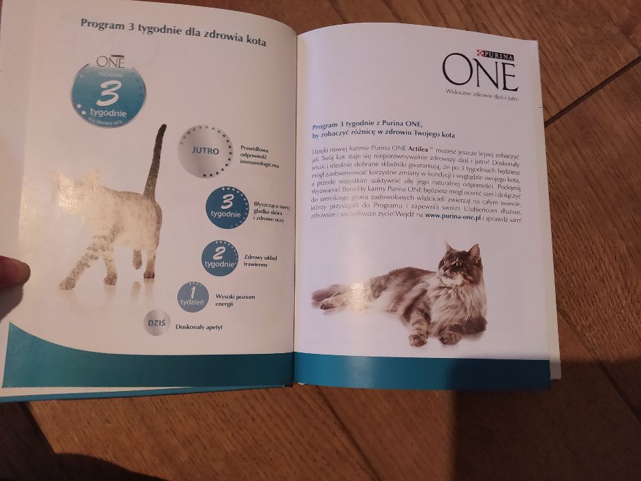 Kot książka o kotach Kociak przybywa do domu