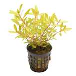 Ammania Pedicellata "Gold" - BSP_PLANTS