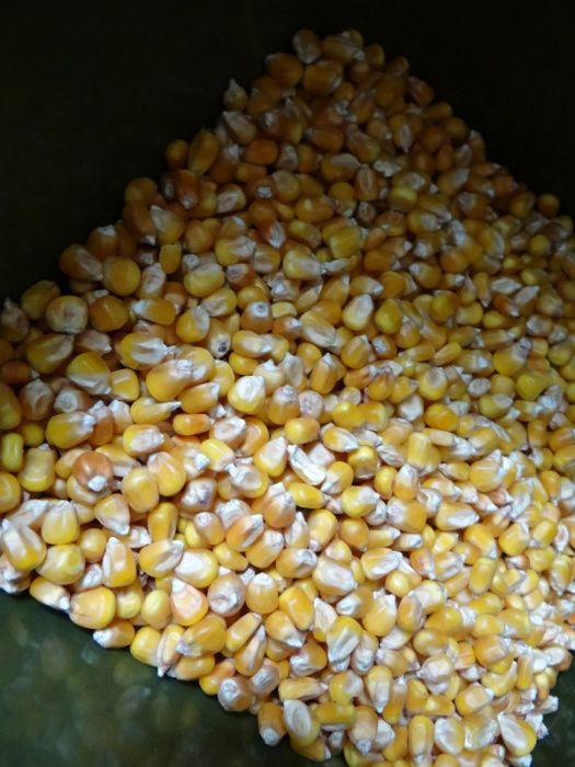 Kukurydza dla wędkarzy na ryby 25kg