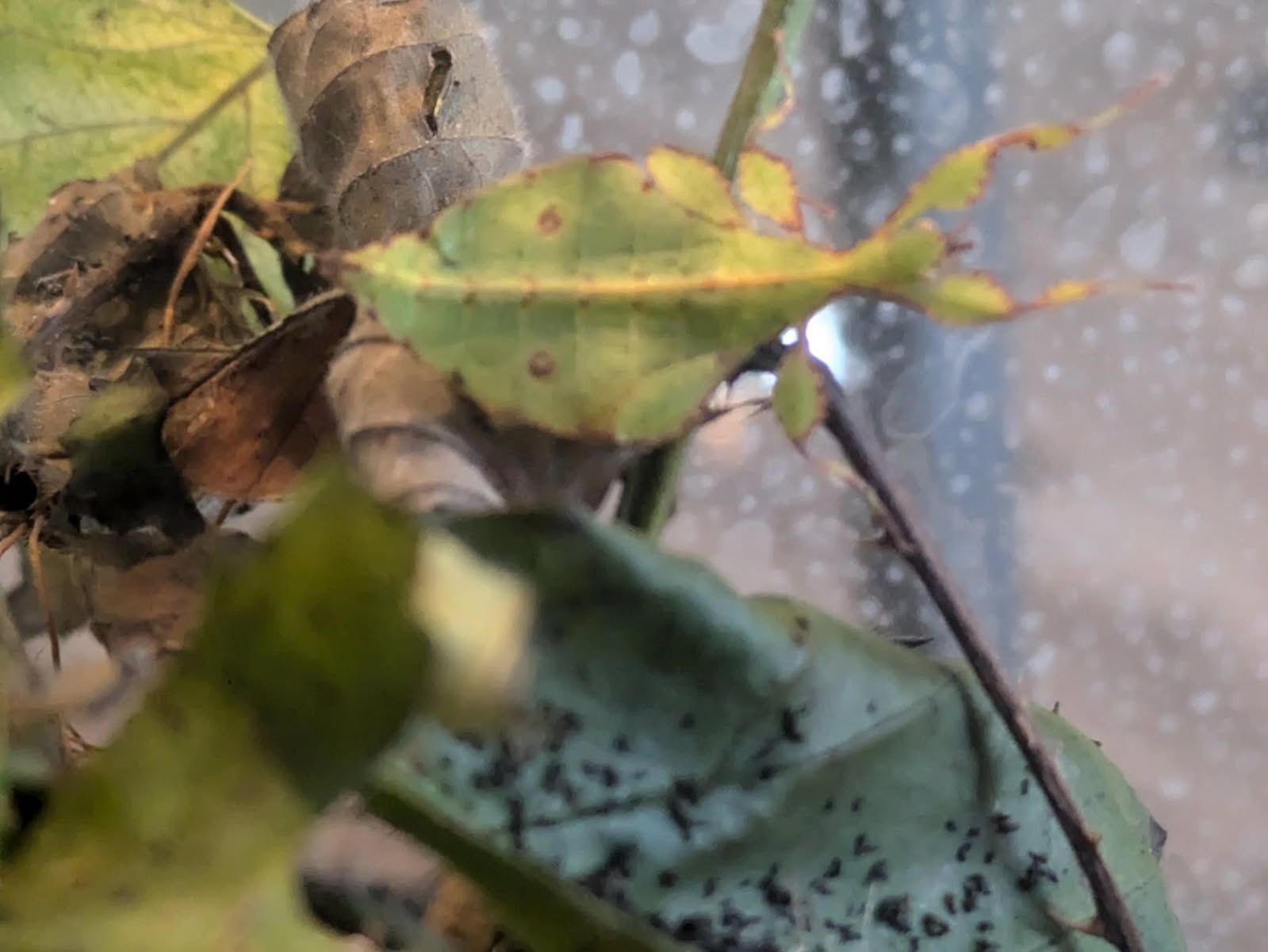 Liściec jesienny, Phyllium Philippinicum,liściec,straszyk,liścce