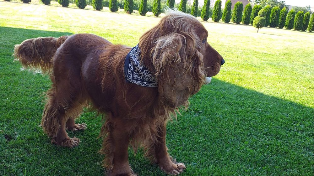 Cocker spaniel angielski dziewczynka