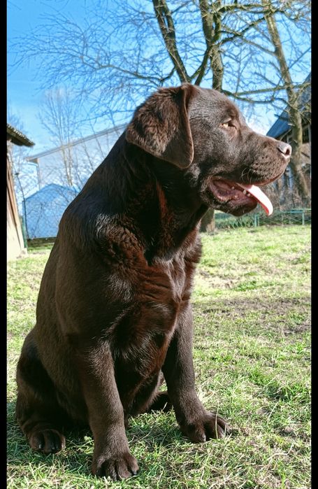 Labrador retriever reproduktor
