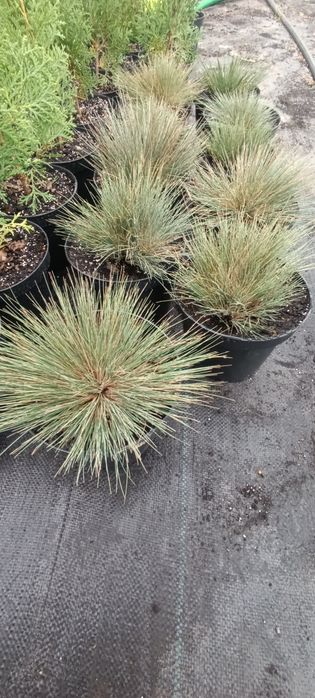 Вівсяниця, Костриця сиза