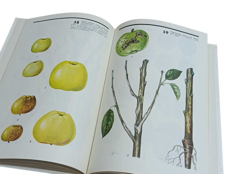 Соловьева Атлас повреждений плодовых и ягодных культур морозами 1988