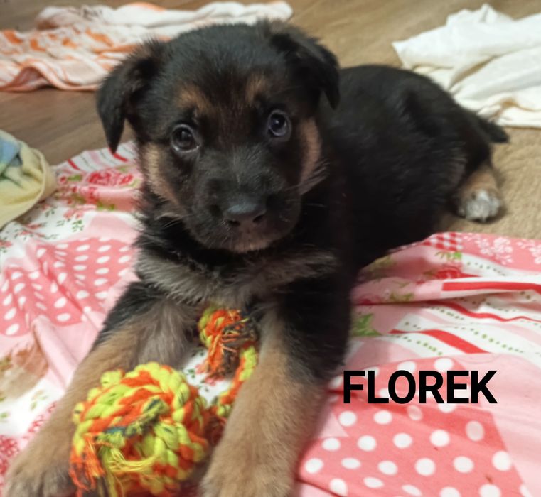 Szczeniaki szukają domów