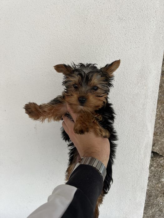 Yorkshire Mini — Linda e Carinhosa