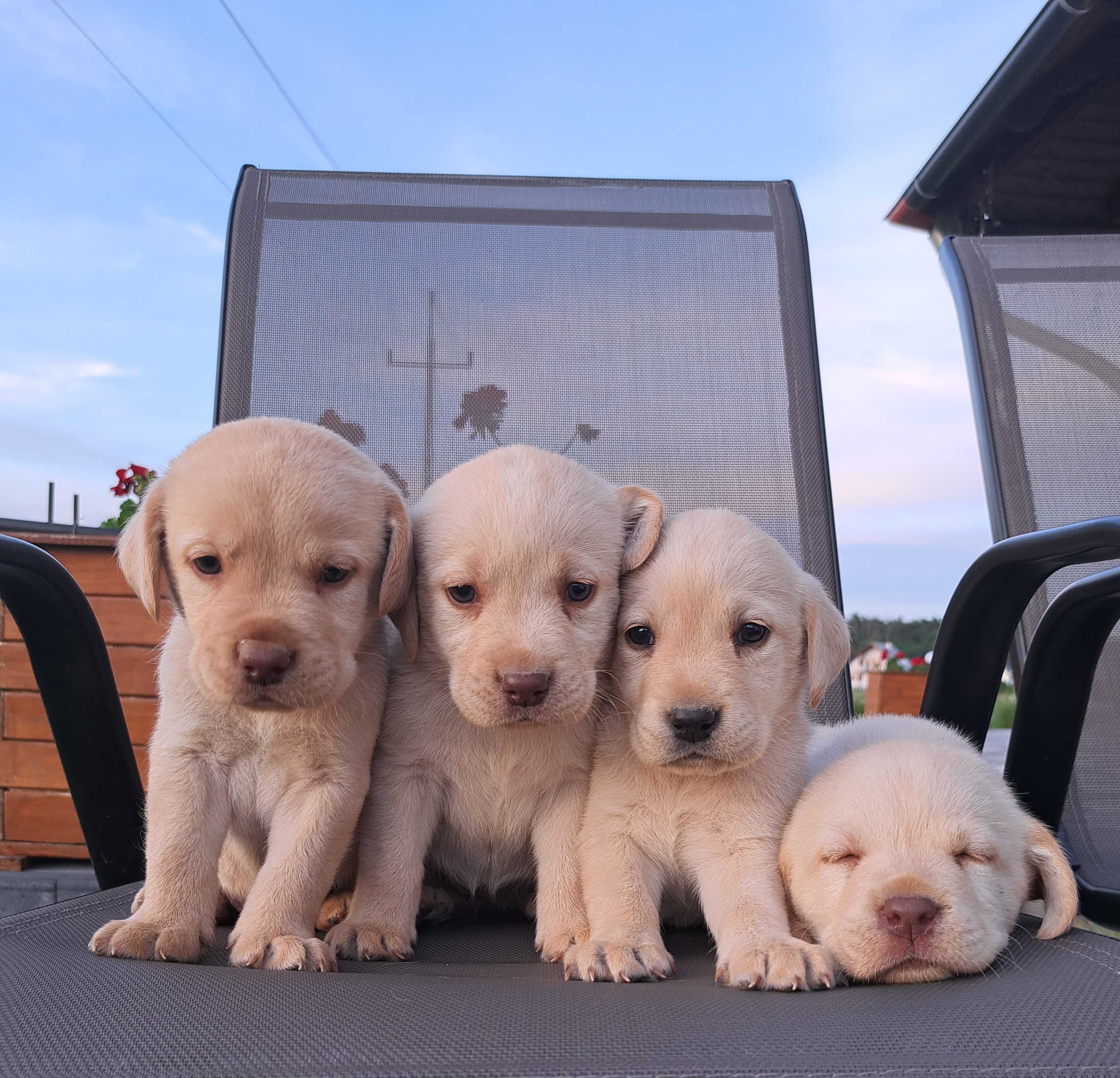 Lablador Retriever