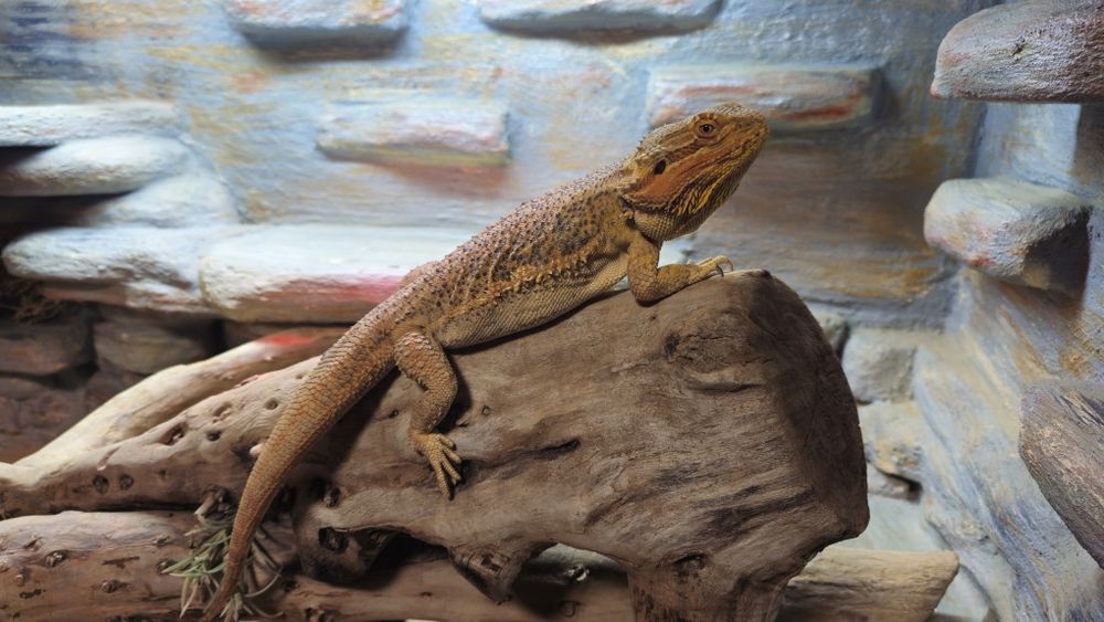 Terrarium  duże masywne