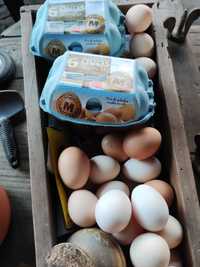 Ovos de galinhas galados