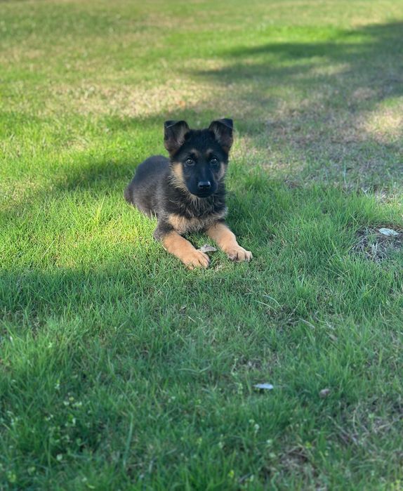 Pastor alemão pêlo curto