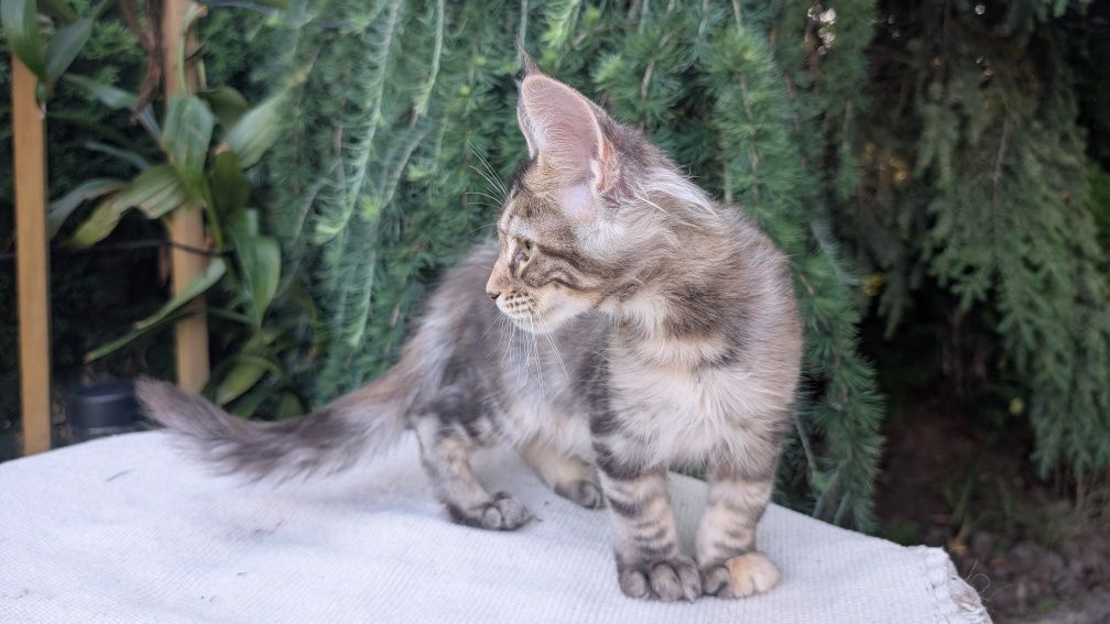 Szylkretka ZOE kotka Maine Coon. Zapraszamy