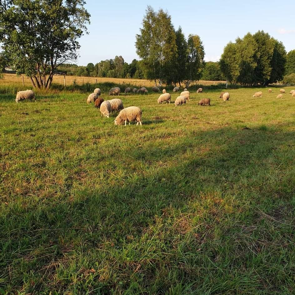 Sprzedam mlode baranki i owieczki