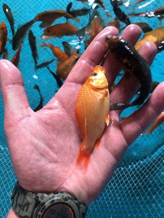 Короп кої амур осетрові