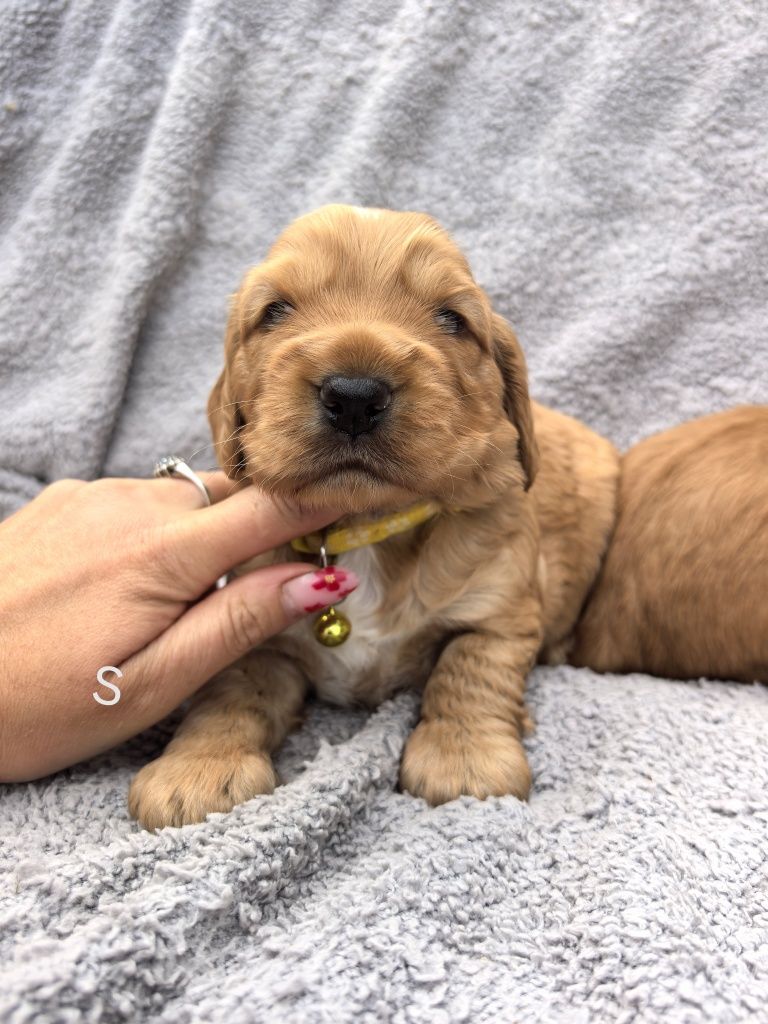 Śliczna suczka cocker spaniel