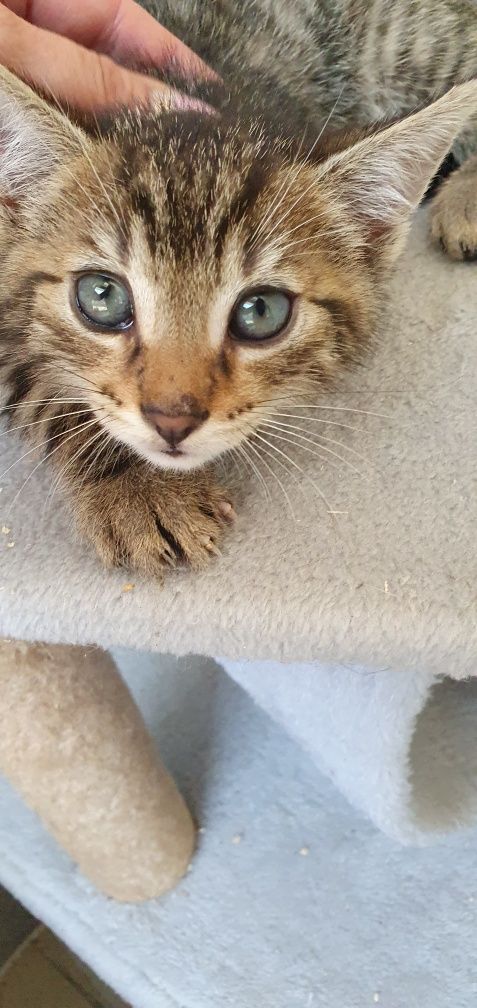 Koteczek do adopcji