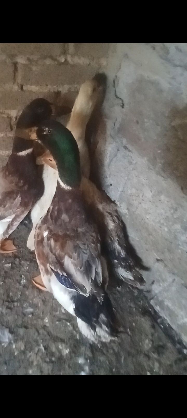 Sprzedam kaczory i kaczkę