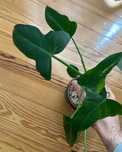 Philodendron Domesticum variegata