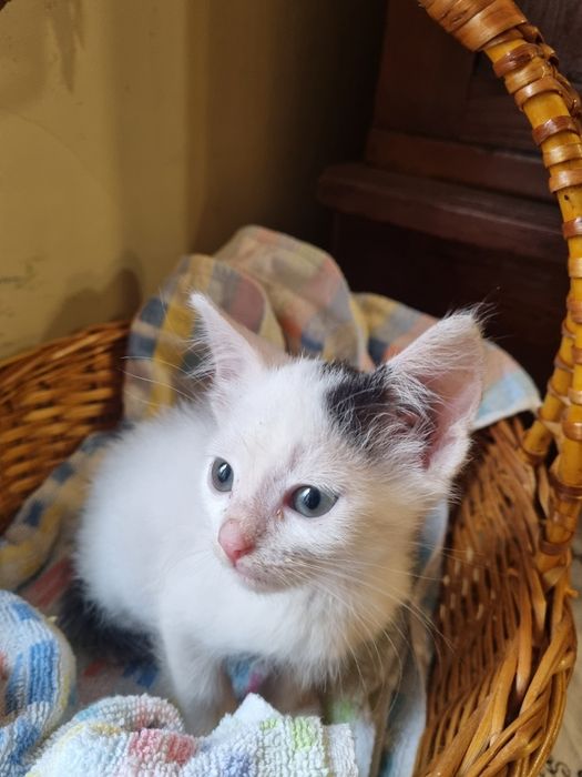 Кошенята в добрі руки, безкоштовно