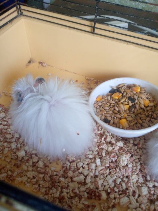 Королевский хомяк