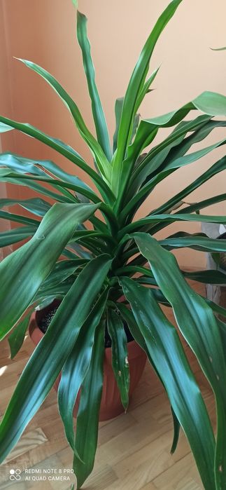 Кукурудза кімнатна