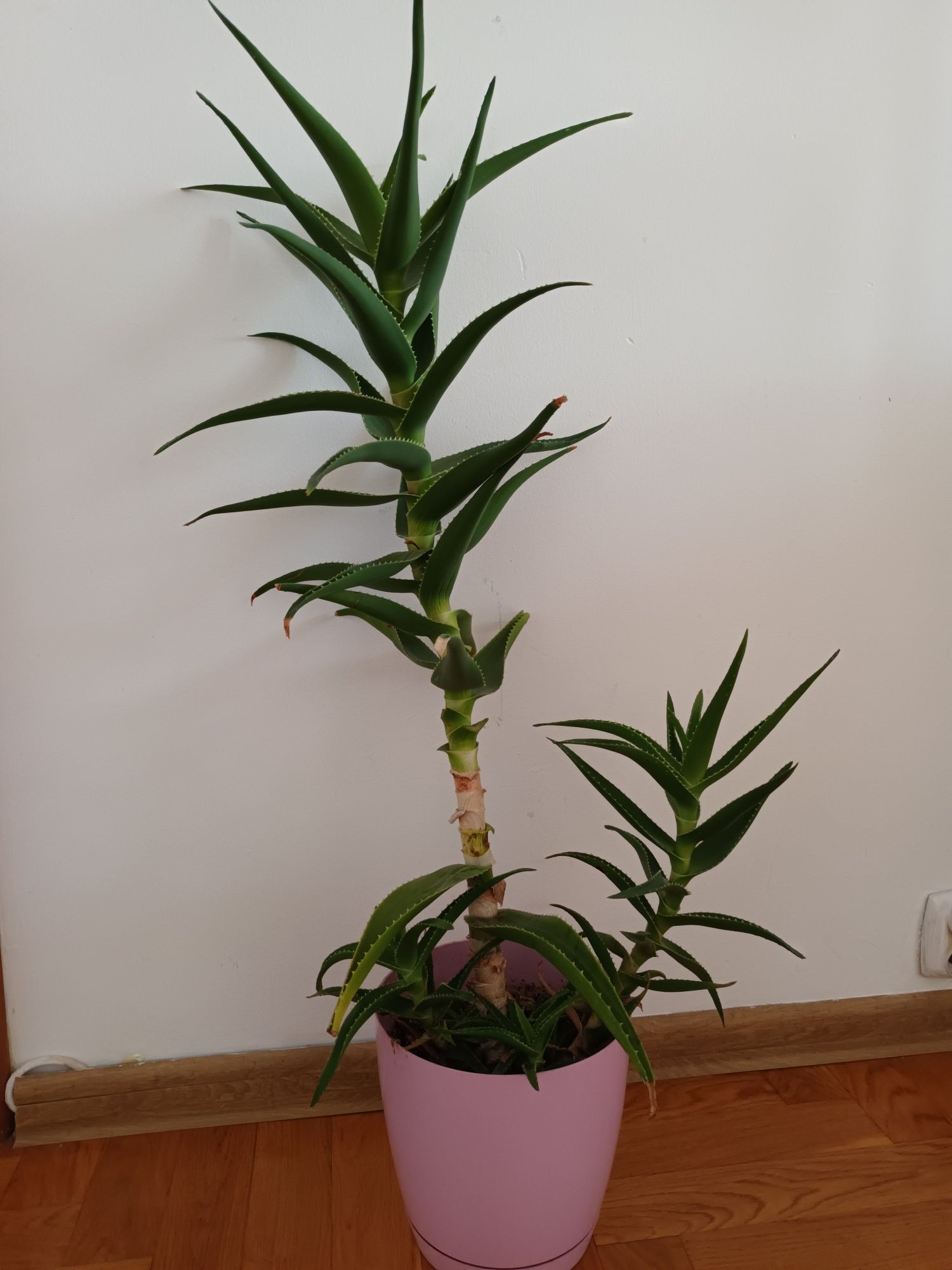 Aloes -  roślina 70 cm