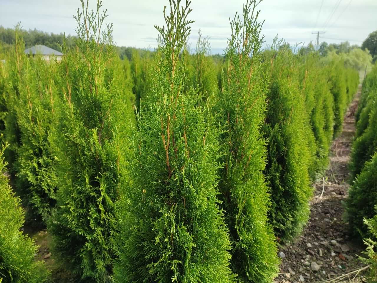 Tuja Szmaragd Thuja Smaragd gęsta 120 cm kopana z gruntu. Żywopłot